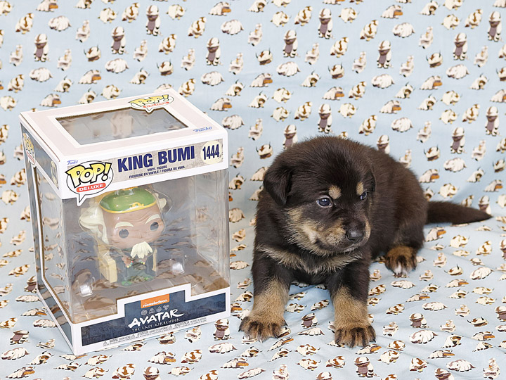 chinook puppy